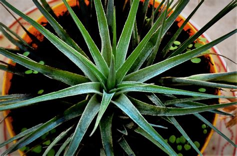 grow  care  tillandsia stricta