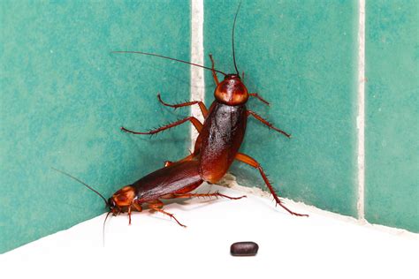 four signs that you have an american cockroach infestation drive bye