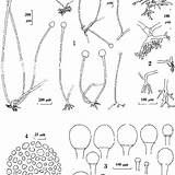 Rhizopus Sporangiophores Americanus Rhizoids Monograph Sporangiospores 2626 Nrrl sketch template