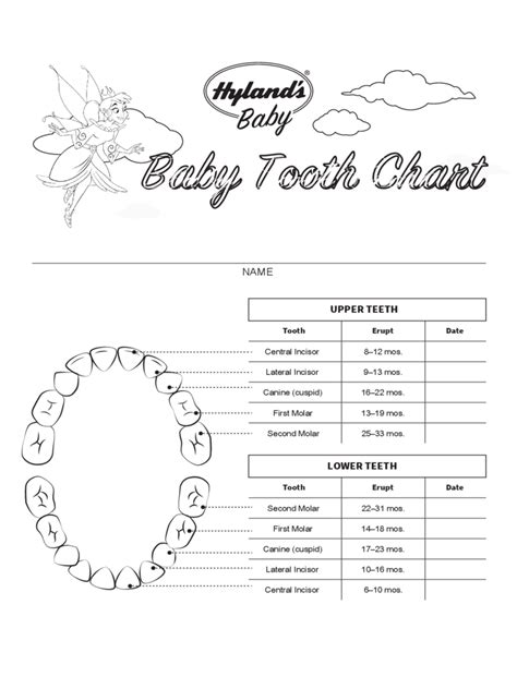 baby teeth chart   templates   word excel