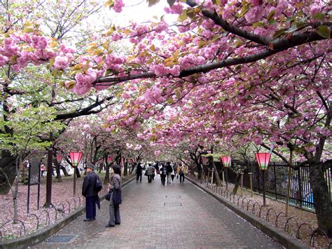 osakas  cherry blossom walk  post disaster japan  gentle