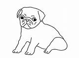 Pug Draw Sketch Drawing Coloring Puppies Drawings Outline Sketchite Dog sketch template