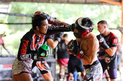 photos from this week s mma sparring sessions at tiger muay thai