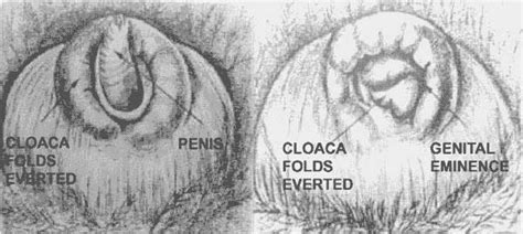 Chapter 5 Male And Female Reproductive Systems