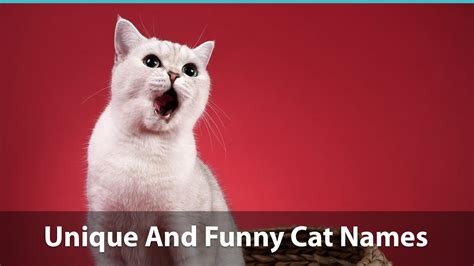 Top 200 Unique Cat Names Puns Funny Options And More
