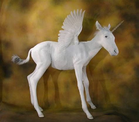 pegasus unicorn hybrid foal unicorns pinterest