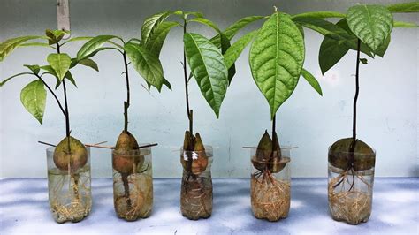 Growing Avocado Seeds In Water Very Easy Youtube
