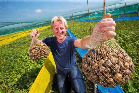 growing interest  high profit snail farming  november