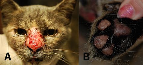 Image Gallery Eosinophilic Granuloma Complex Lesions In Cats