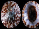 Afbeeldingsresultaten voor "textura Testudinalis". Grootte: 134 x 100. Bron: www.gastropods.com