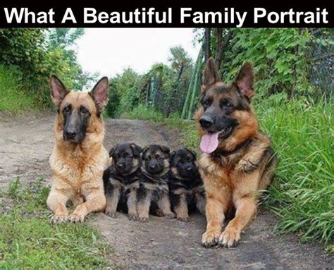 dog family portrait pictures   images  facebook tumblr pinterest  twitter