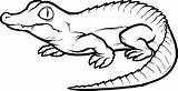 Crocodile Coloring Pages Kids Printable sketch template