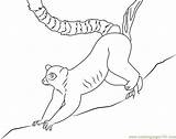 Coloring Lemur Ring Tailed Pages Coloringpages101 Color Getcolorings Getdrawings sketch template