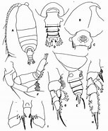 Afbeeldingsresultaten voor Pseudochirella pustulifera Familie. Grootte: 153 x 185. Bron: copepodes.obs-banyuls.fr