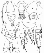 Afbeeldingsresultaten voor "pseudochirella Pustulifera". Grootte: 156 x 185. Bron: copepodes.obs-banyuls.fr