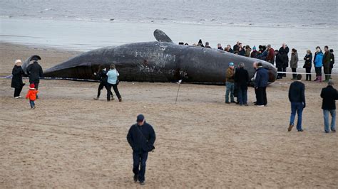 sperm whale deaths fifth whale washes up in lincolnshire bbc news