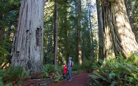 A Guide To Redwood National Park Travel Leisure