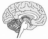 Brain Diagram Blank Midsagittal Nervous 1291 sketch template
