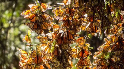 millions  monarch butterflies sound  mental floss