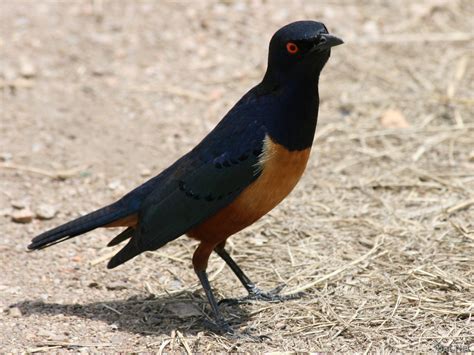superb starling starlings story  africa