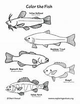 Coloring Trout Pages Fish Brook Freshwater Rainbow Color Bass Getcolorings Tropical Getdrawings Printable Colorings sketch template