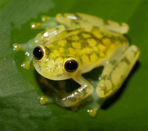 norman mcmillan tree frogs