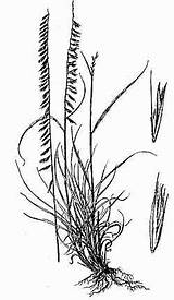 Poaceae Curtipendula Bouteloua Grama Sideoats sketch template