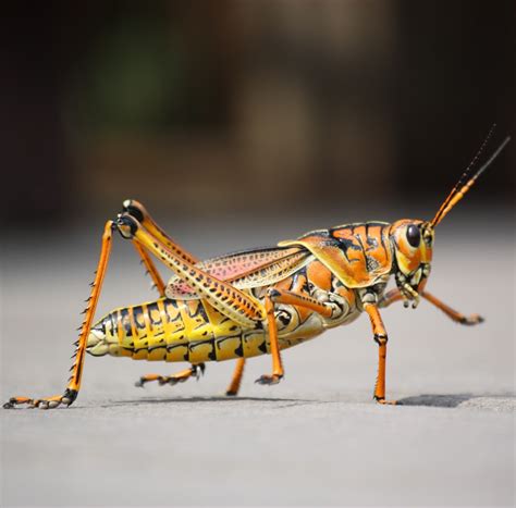 picture   colorful grasshopper  wild animals