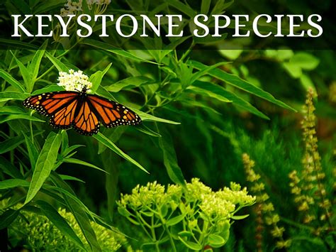 keystone species  shelbey hayes
