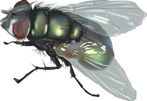 fly png transparent png