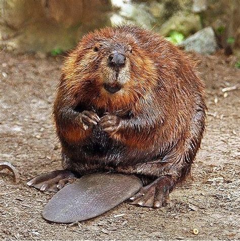 beaver kills man angry beaver attacks angler in belarus