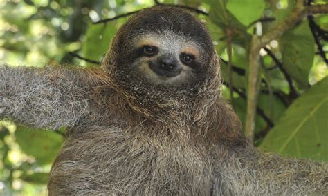sloths slow    sloth facts stories wwf