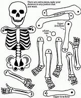 Esqueleto Humano Armar Skeleton Articulado Huesos Calavera Jointed sketch template