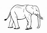 Elephant African Coloring Pages Draw Coloringsky Colour sketch template