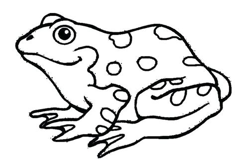 amphibians drawing    clipartmag