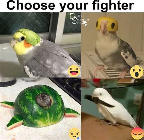 17 Bird Memes To Beak Your Interest Funny Parrots Funny Birds Funny