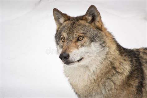 wolfs kopf stockfoto bild von grau wald sonderkommando