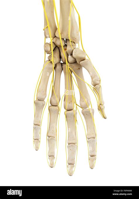 menschliche hand nerven computer bild stockfotografie alamy