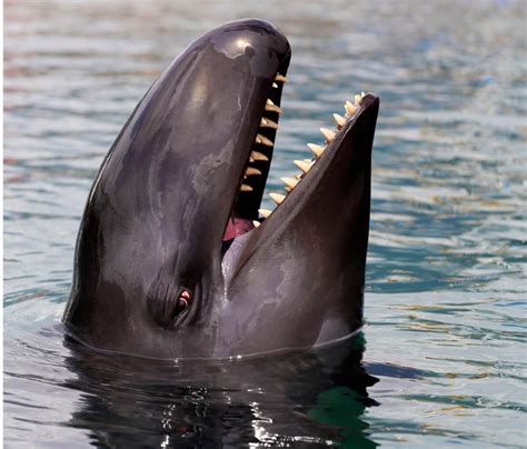 orca negra  orca falsa caracteristicas habitat  alimentacion mis animales