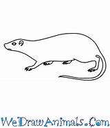 Arboreal Coloring Rodent Rat Spiny Draw 350px 73kb Drawings Tutorial Print sketch template