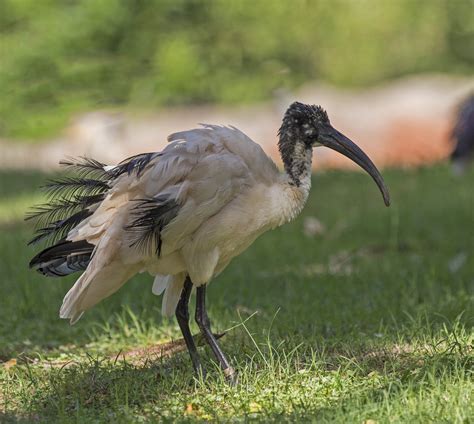 pictures  information  african sacred ibis