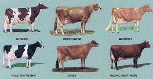 bos indicus breeds  cattle gegu pet