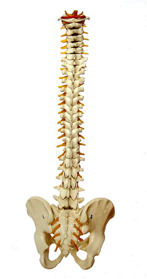 bone study sheds light  complications  spinal surgery