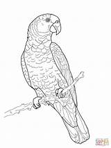Coloring Parrot Amazon Pages Drawing Imperial Parrots Printable Outline Print Color Adult Supercoloring Para Colorear Green Parot Dibujo Colouring Fish sketch template