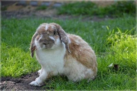 How Long Does A Domestic Rabbit Live
