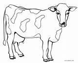 Cow Coloring Pages Adults Baby Printable Getcolorings Color sketch template