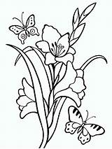 Coloring Gladiolus sketch template