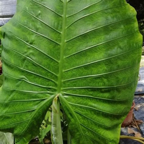 alocasia robusta mypondplants atmpp