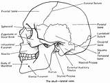 Skull Anatomy Printable Coloring Flashcards Bones Cranial Bone Skeleton Pages Study Flash Kids Proprofs Medical Cards Flashcard Radiology Books Frontal sketch template
