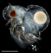 Afbeeldingsresultaten voor "podon Polyphemoides". Grootte: 177 x 185. Bron: plankton.image.coocan.jp